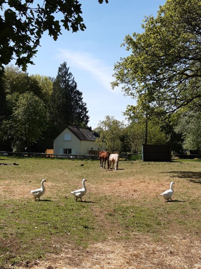 En Lisière De Forêt Avec étang *